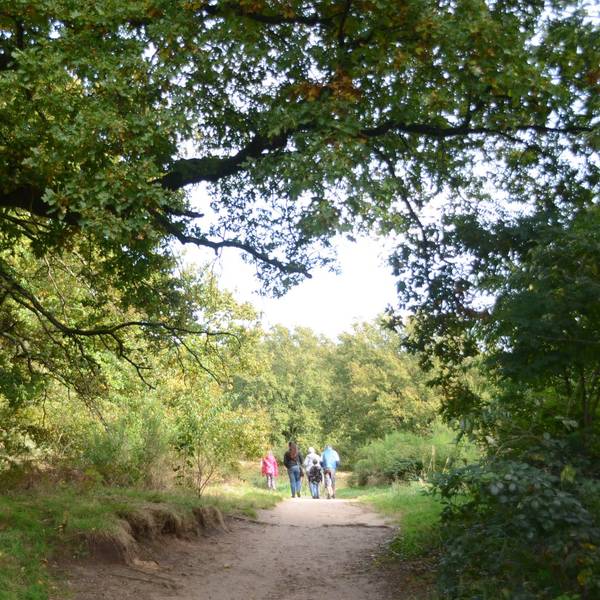 Menschen wandern auf einem sandigen Weg unter Bäumen.