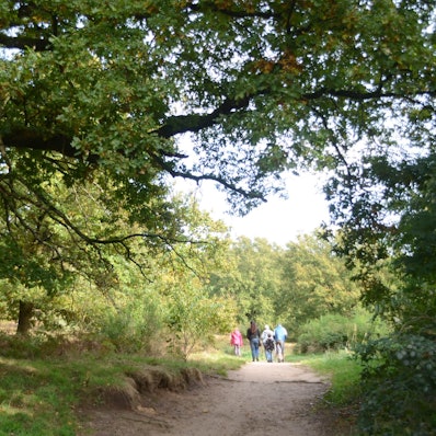 Menschen wandern auf einem sandigen Weg unter Bäumen.