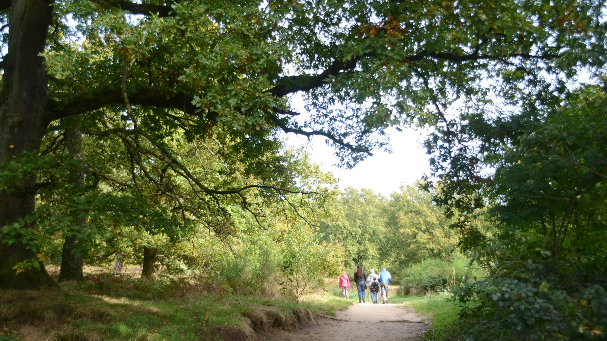 Eine Familie auf einem Wanderweg; links und rechts stehen dicht gewachsene Bäume.