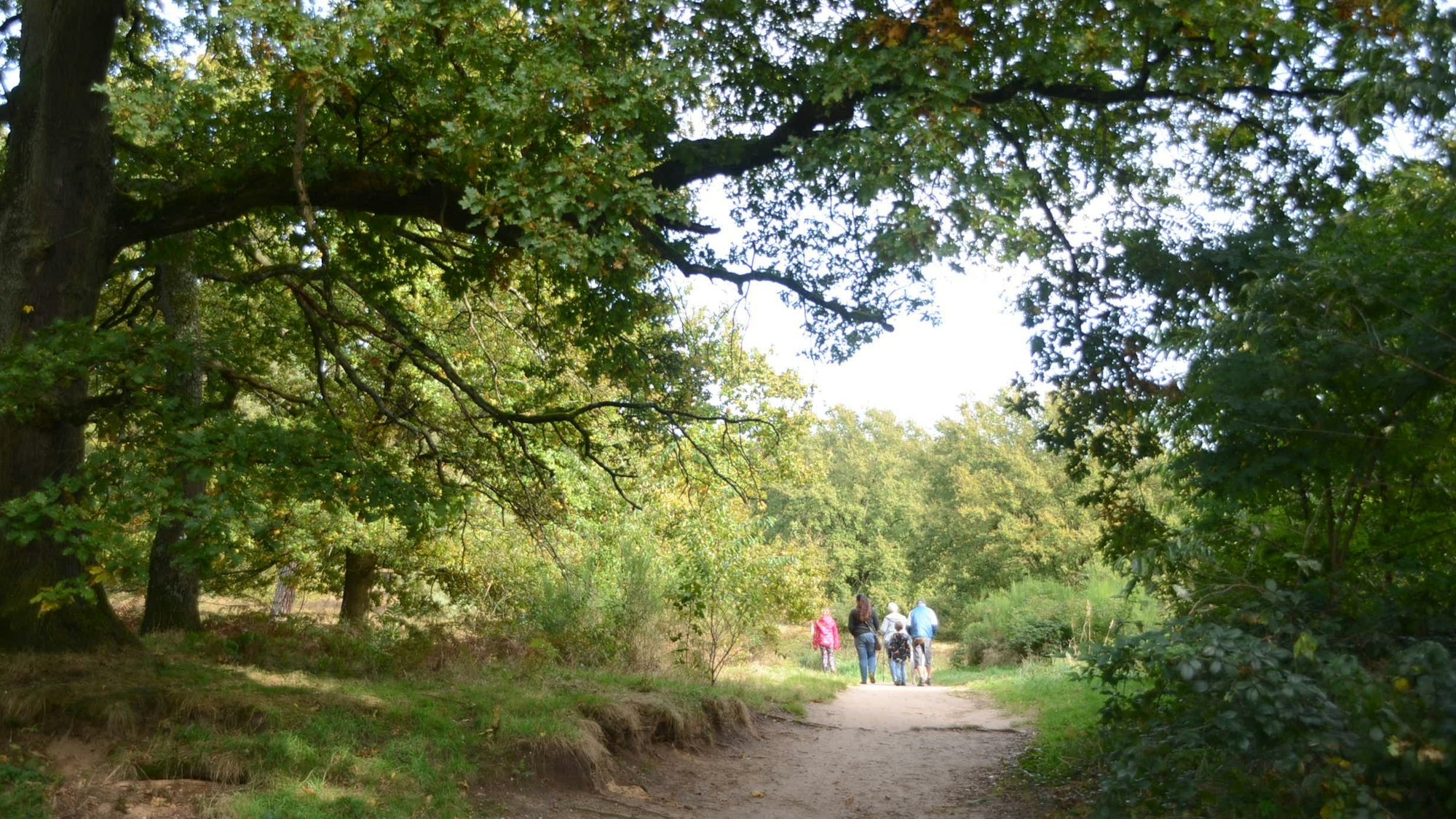 Menschen wandern auf einem sandigen Weg unter Bäumen.