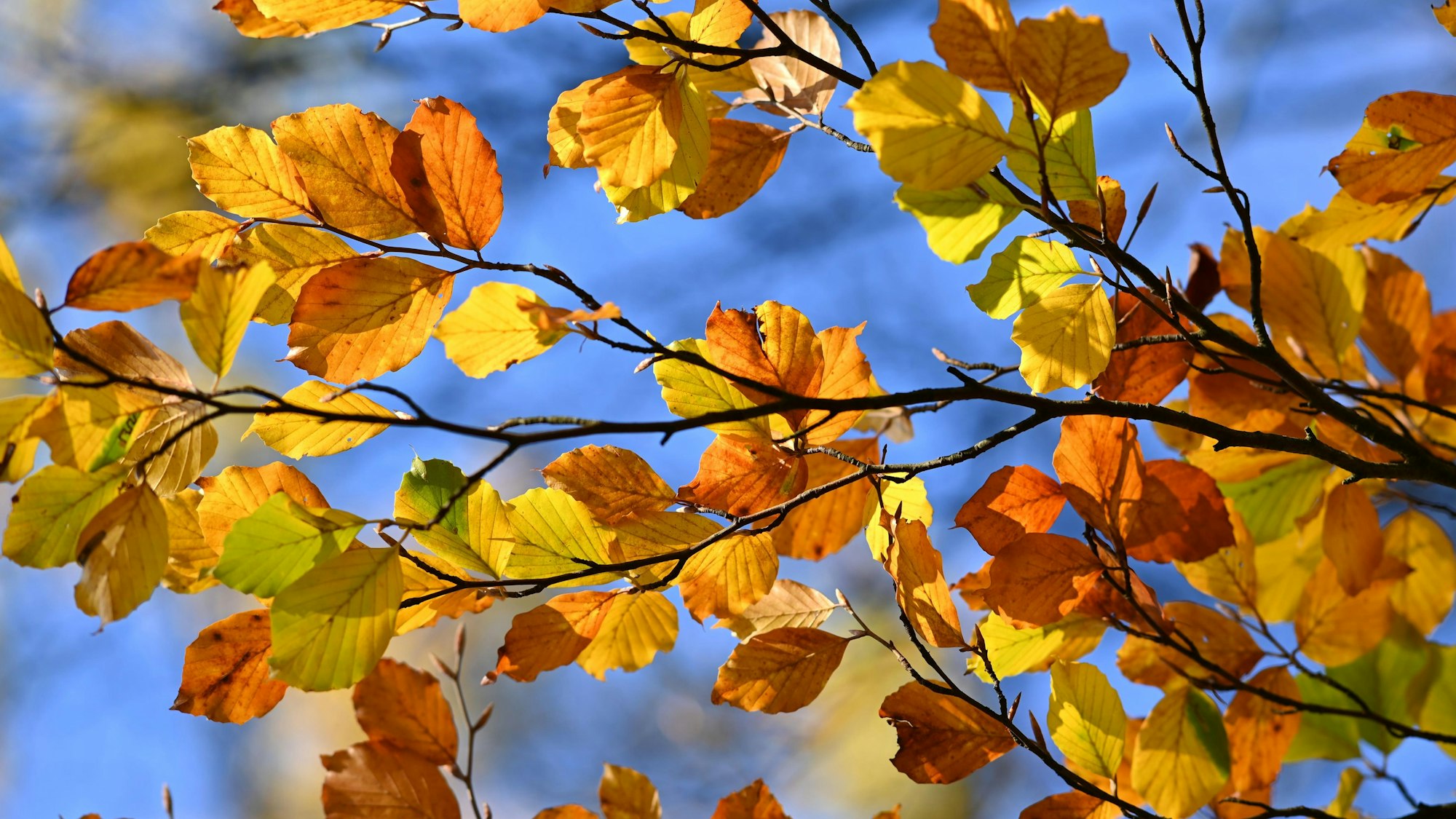 Buntes Herbstlaub.