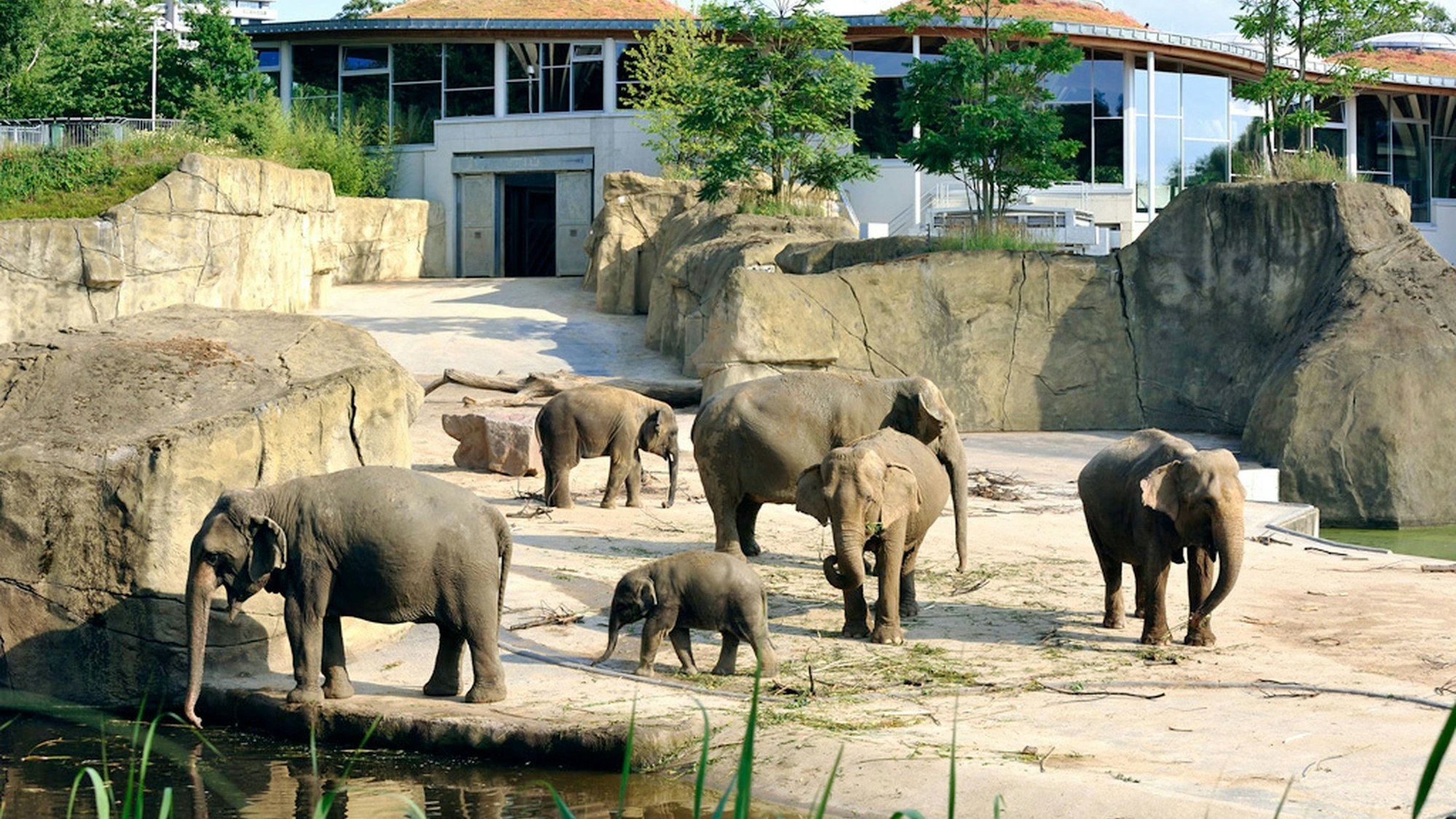 Der Elefantenpark im Kölner Zoo