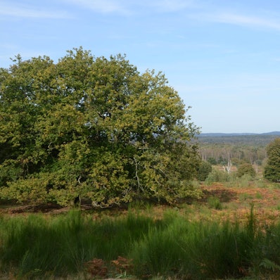 Blick über eine Heidelandschaft mit beginnender Herbstfärbung.