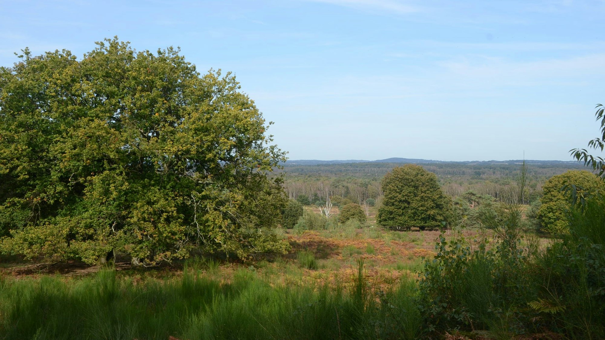 Blick über eine Heidelandschaft mit beginnender Herbstfärbung.