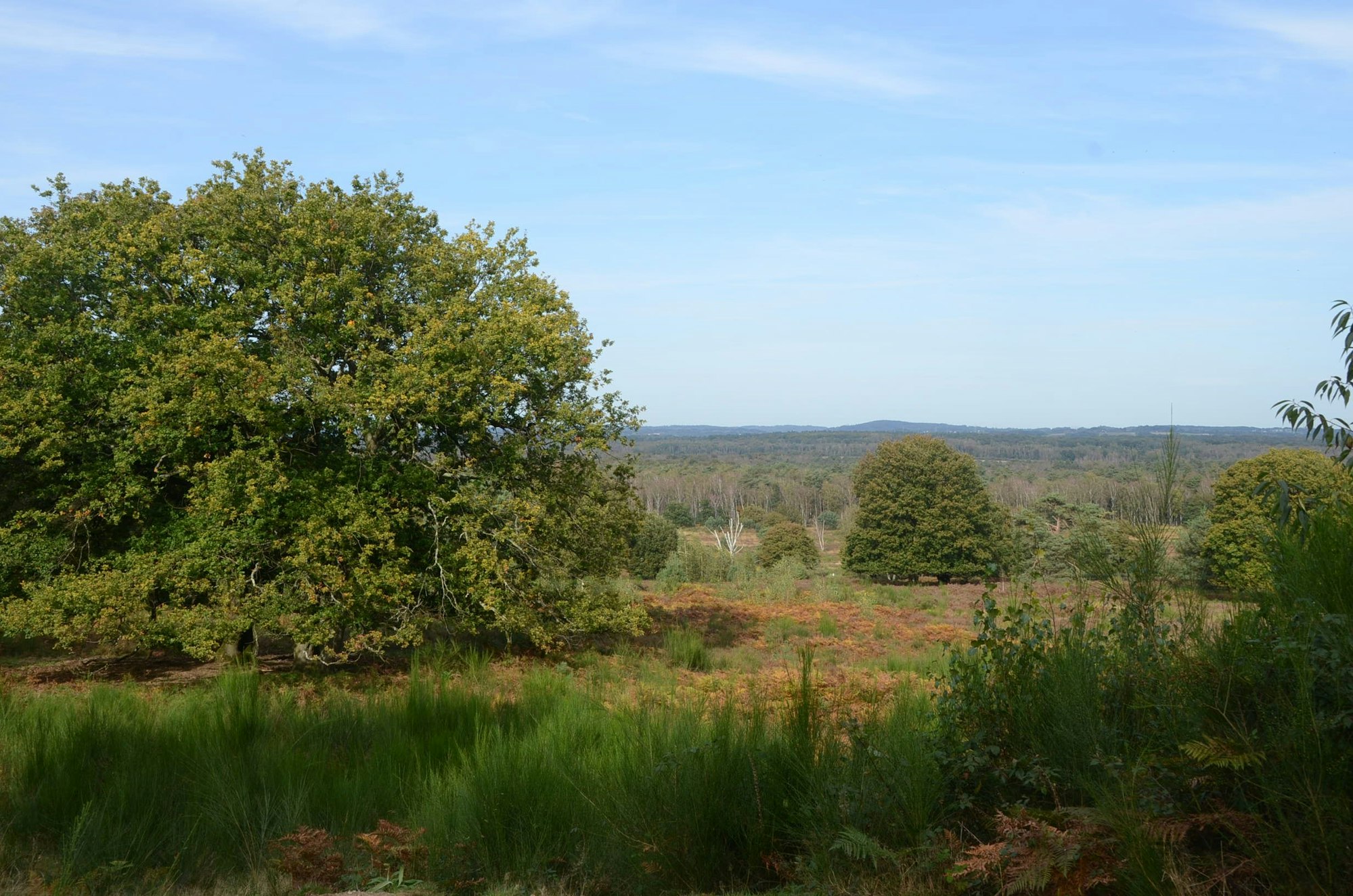 Blick auf viel Grün vom Telegrafenberg.