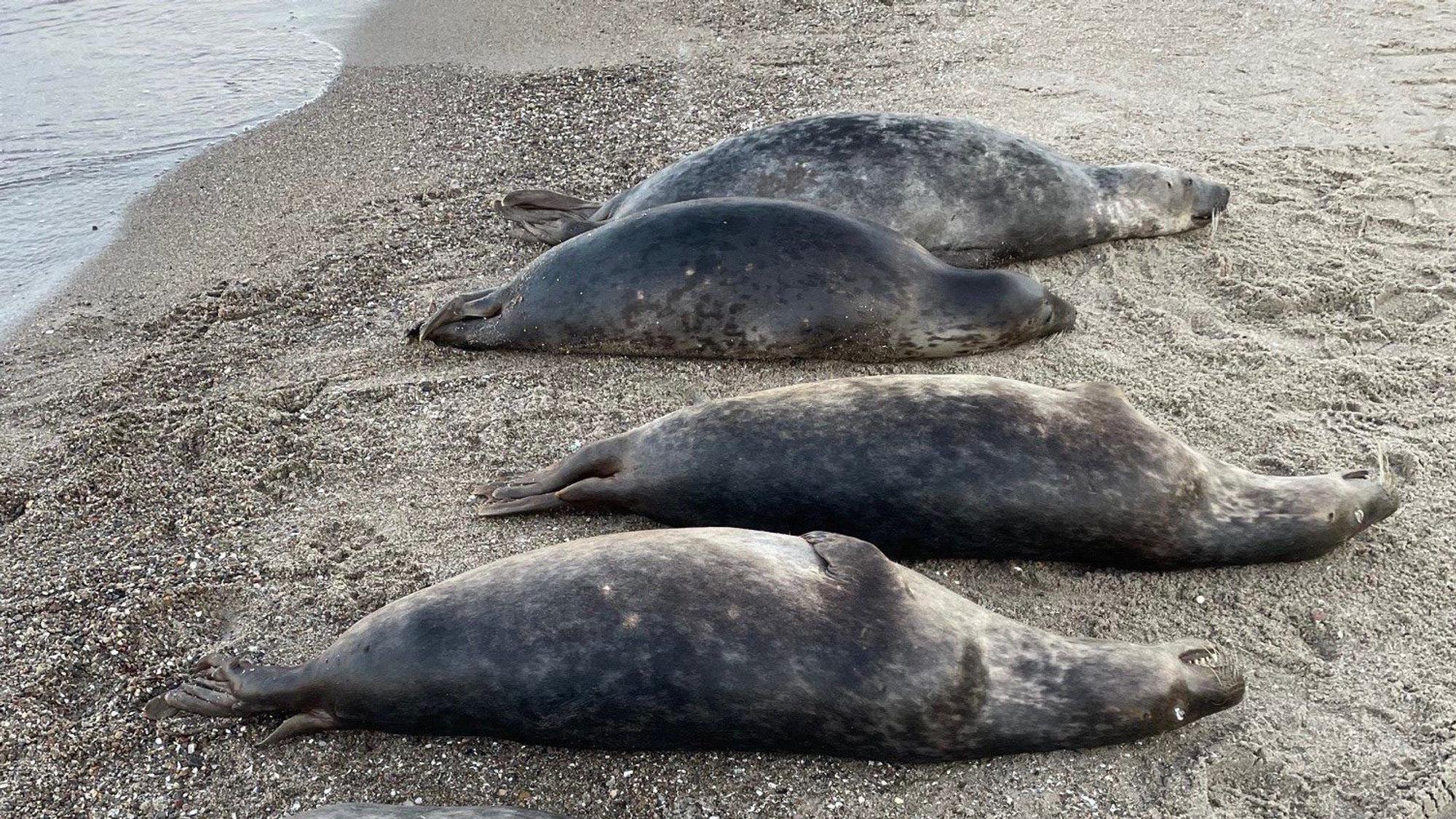 Auf diesem vom Biosphärenreservatsamt Südost-Rügen zur Verfügung gestellten Bild sind tot aufgefundene Robben an der Ostküste der Halbinsel Mönchgut auf Rügen zu sehen.