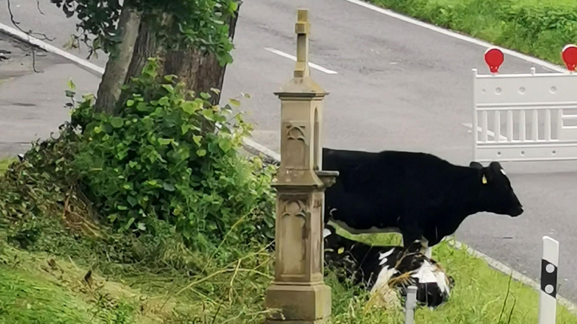 Zwei Kühe haben es sich um das Wegekreuz bequem gemacht.