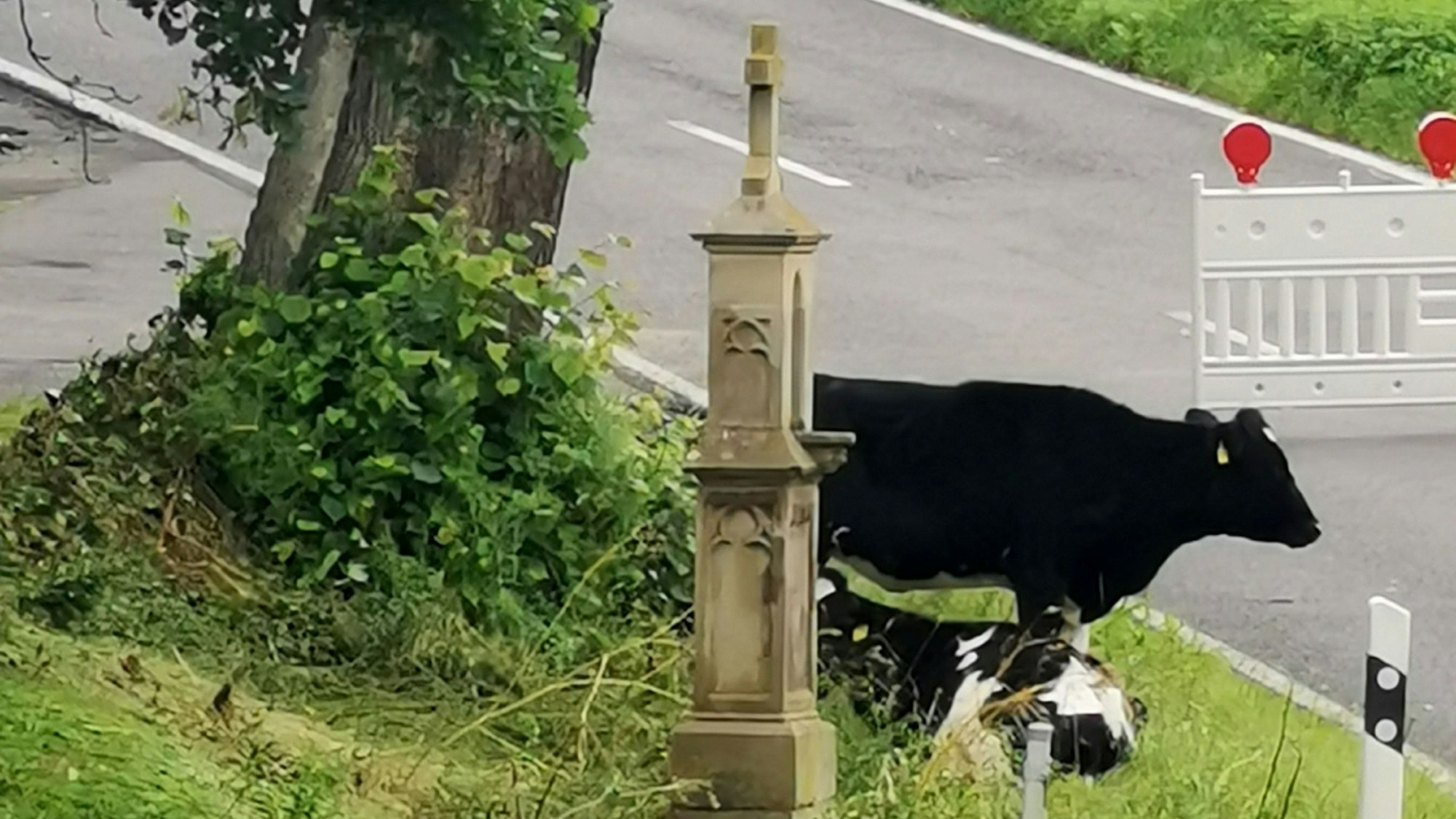 Zwei Kühe haben es sich um das Wegekreuz bequem gemacht.