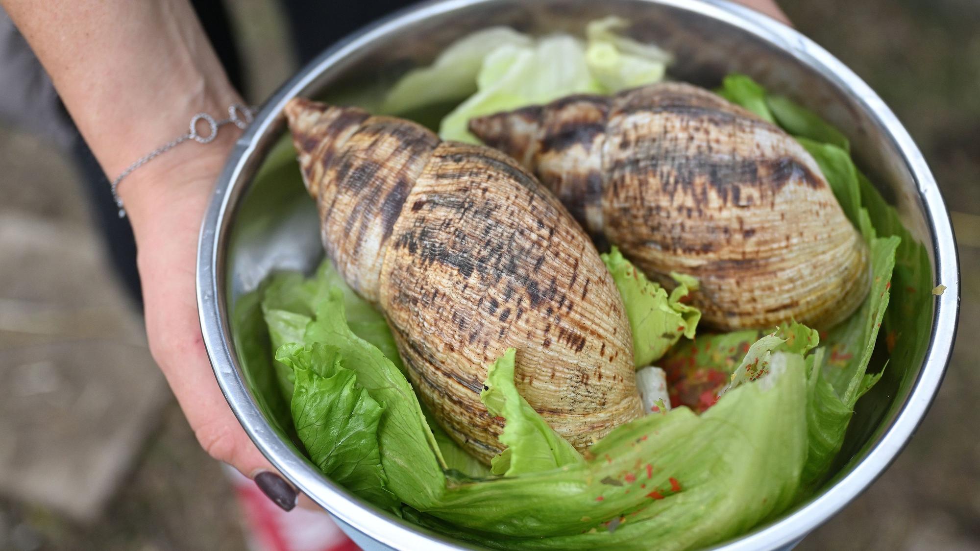Zwei große Achatschnecken sitzen auf grünen Salatblättern.