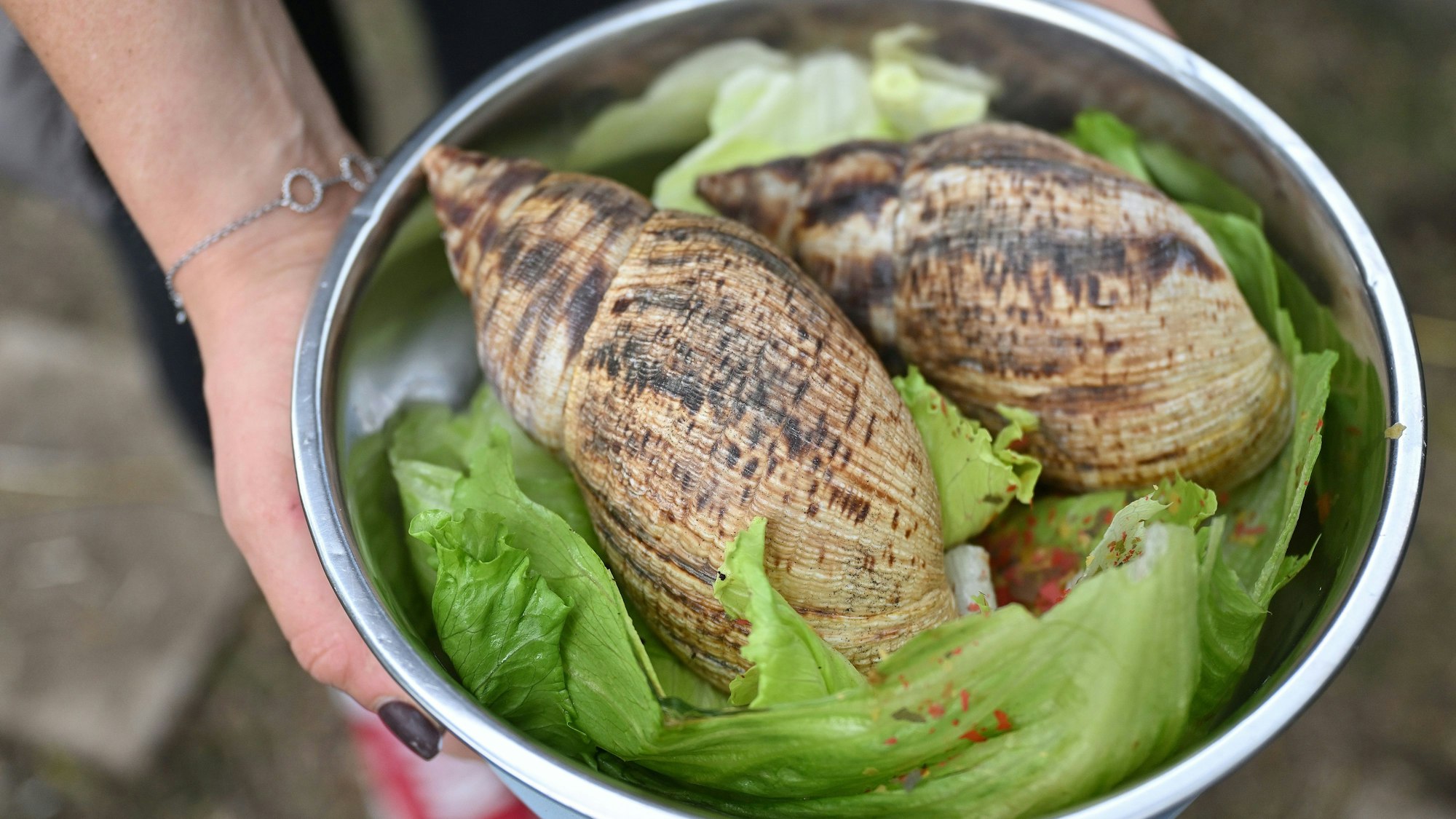 Zwei große Achatschnecken sitzen auf grünen Salatblättern.