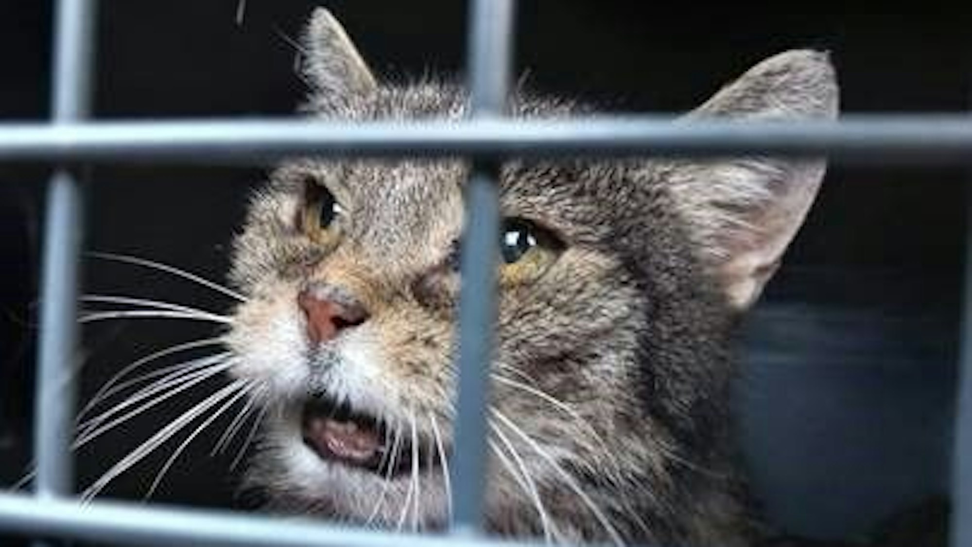 Eine struppige Katze sitz in einem Transportkorb mit Gitter.
