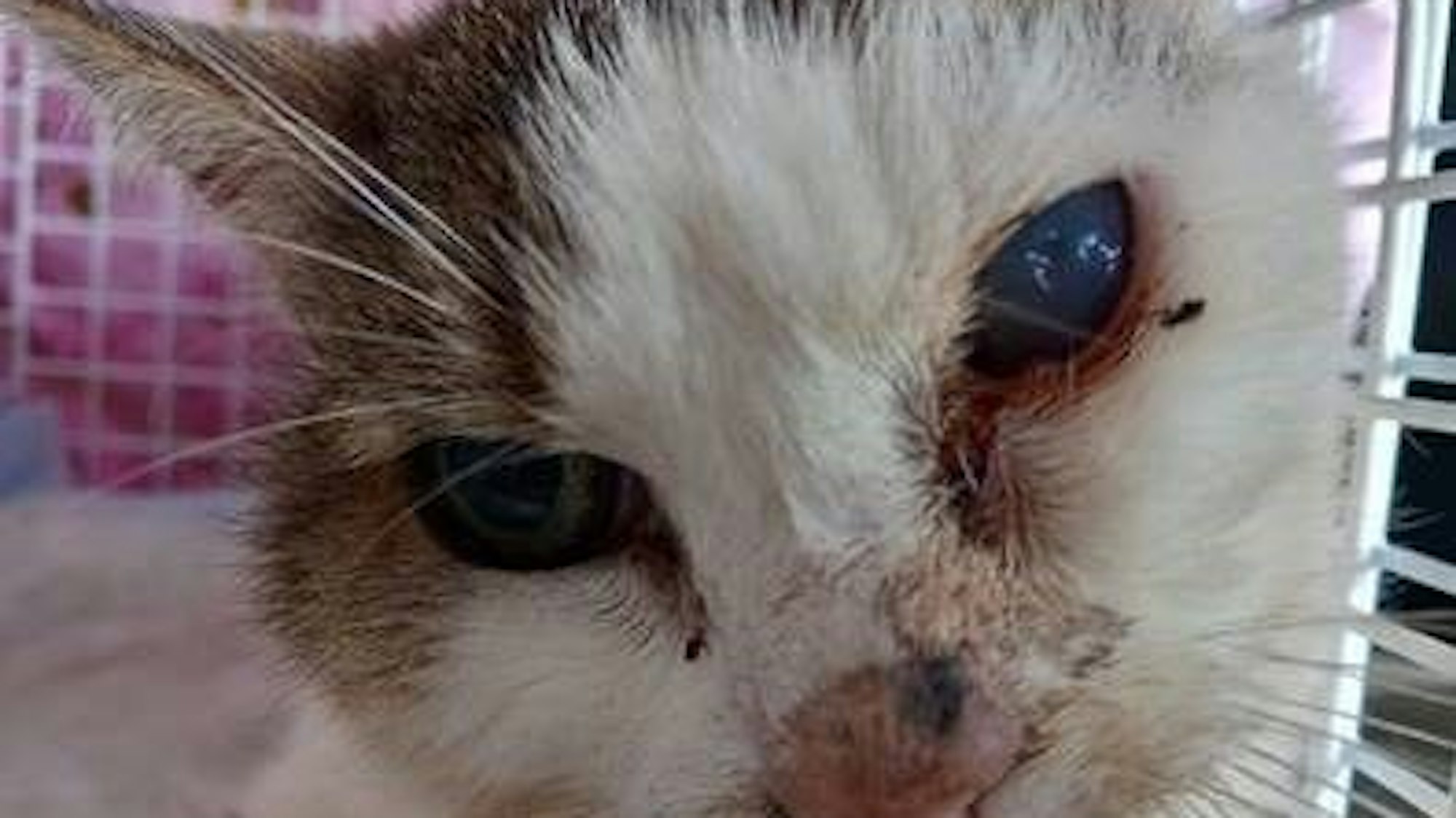 Eine Katze mit einem verklebten Gesicht, ein Auge ist trüb.