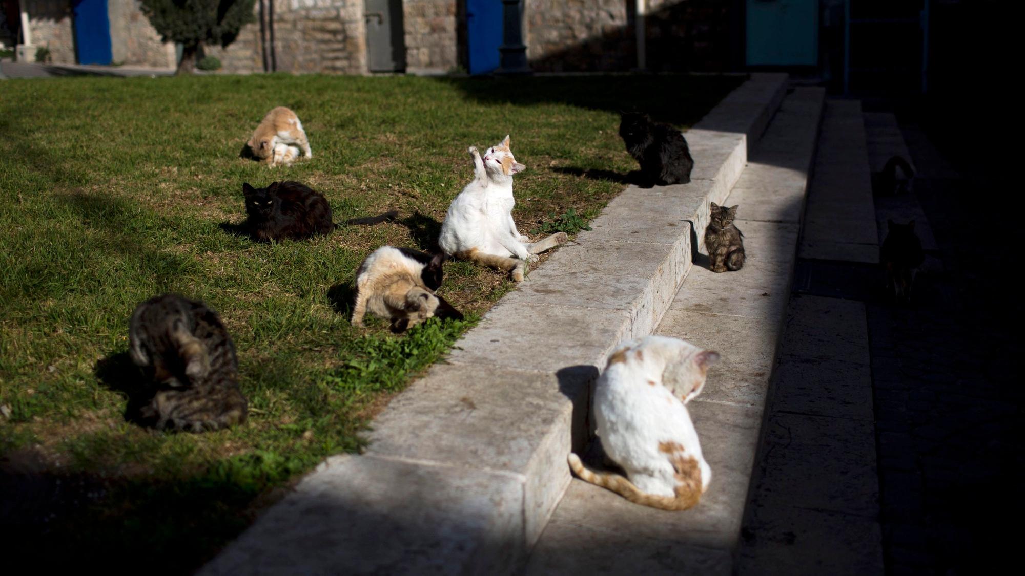Ein von der Tierschutzorganisation "Strays of Gaza" gerettetes Kätzchen streckt die Zunge raus. "Strays of Gaza" besteht aus jungen palästinensischen Frauen, die Straßenkatzen retten und sie dann in sozialen Netzwerken zur Adoption vermitteln. +++ dpa-Bildfunk +++