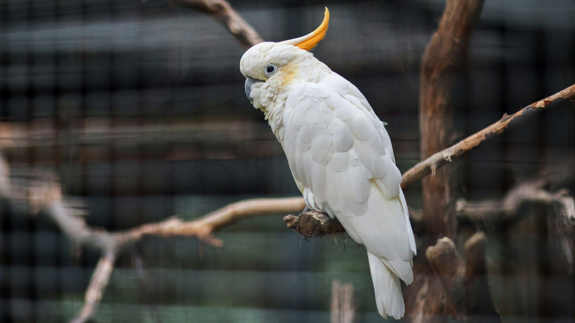 Ein Orangenhaubenkakadu sitzt in seiner Voliere im Zoo Leipzig (Symbolbild). In Australien ist ein Kakadu zur Berühmtheit geworden, der einen Monat lang in einem Supermarkt lebte.