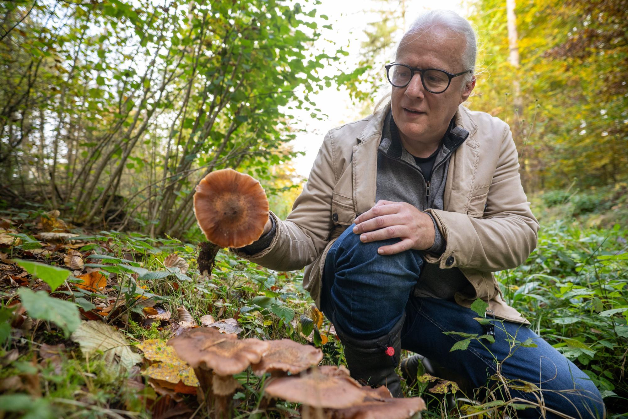Der Eifeler Pilzsachverständige Thomas Regnery hält einen Hallimasch (Armillaria ) Pilz in der Hand.