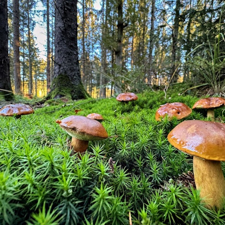 Pilze wachsen im Sachsenwald.