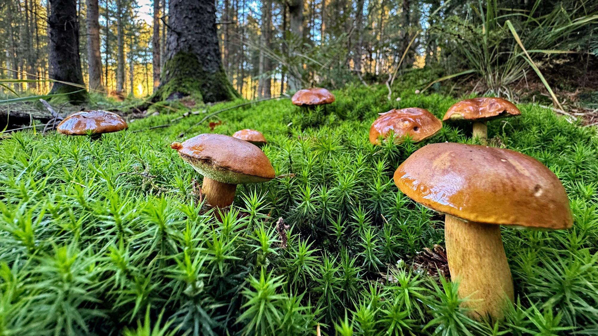 Pilze wachsen im Sachsenwald.