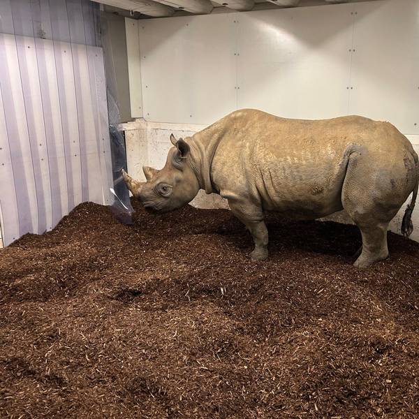 Erstmal ankommen: Hazina hat eine lange Reise aus Frankreich hinter sich. Die Nashornkuh steht auf brauner Einstreu in ihrem Stall..