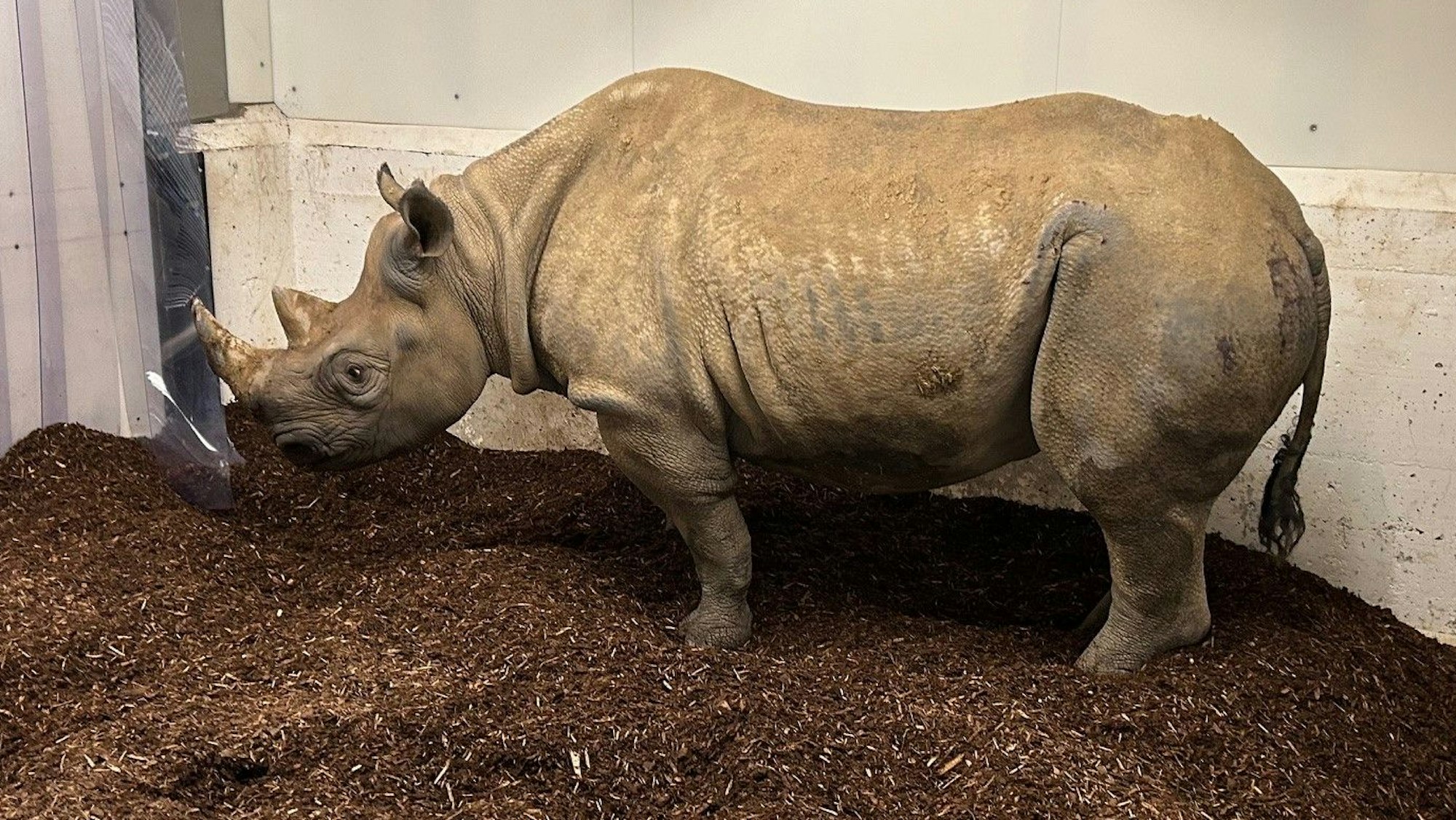 Erstmal ankommen: Hazina hat eine lange Reise aus Frankreich hinter sich. Die Nashornkuh steht auf brauner Einstreu in ihrem Stall..