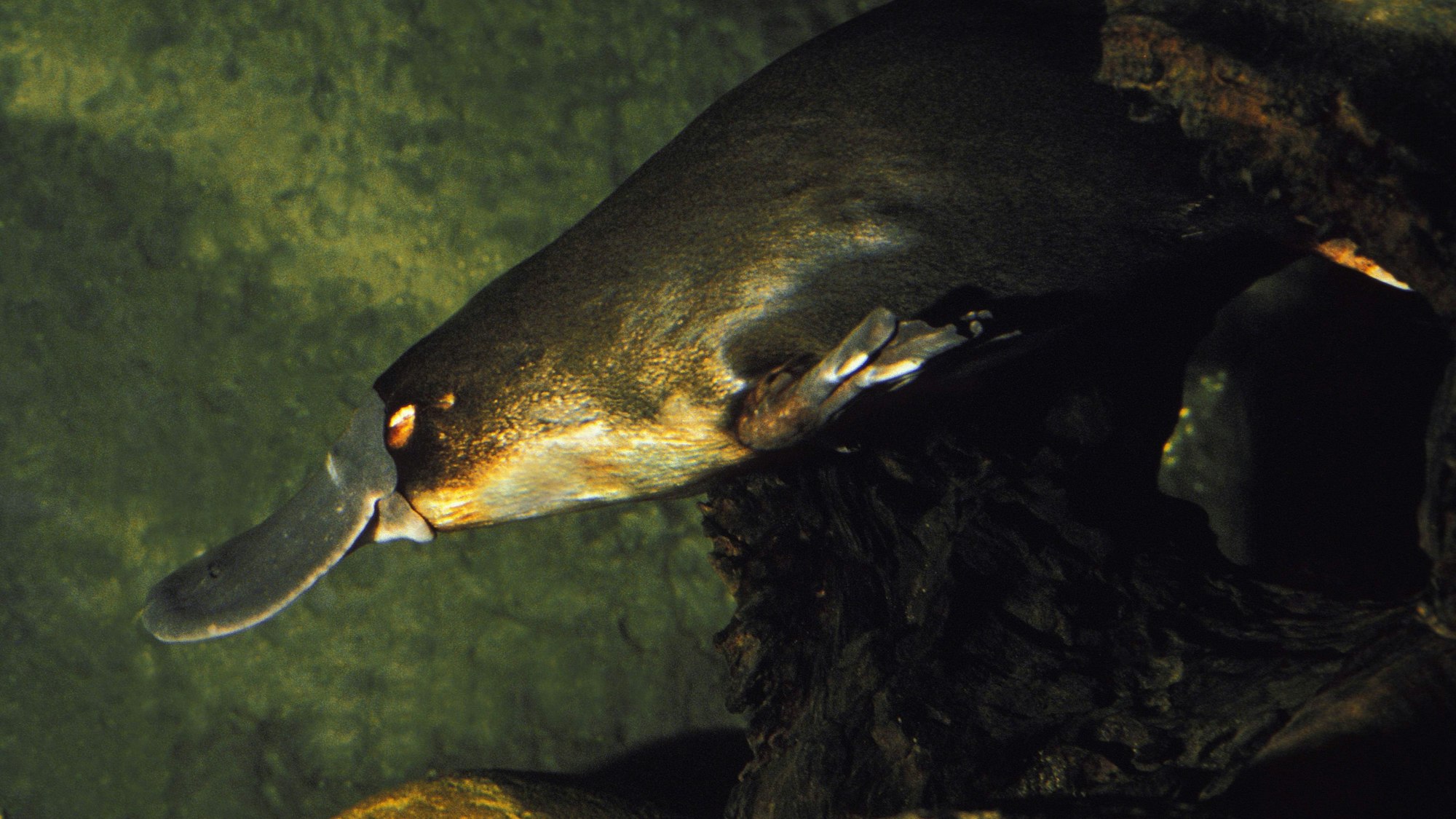 Ein Schnabeltier beim Tauchen.