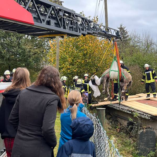 Ein Pferd wird mit Hilfe einer Drehleiter aus einem Loch im Dach herausgehoben.