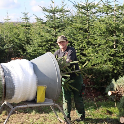 Ein Mann schiebt einen Tannenbaum in einen Trichter, an dessen Ende sich ein Netz befindet.
