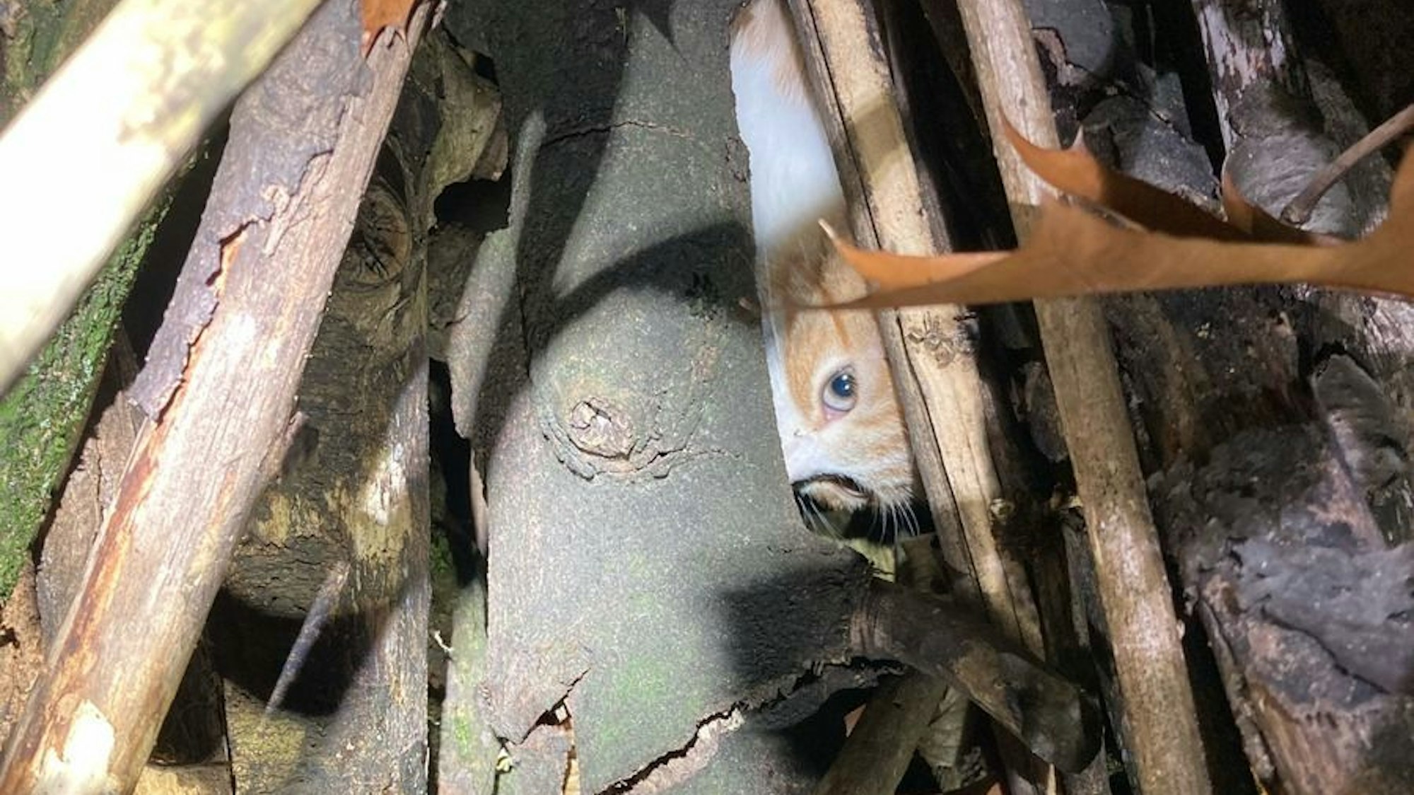 Eine Katze ist zwischen Holzstöcken eingeklemmt.