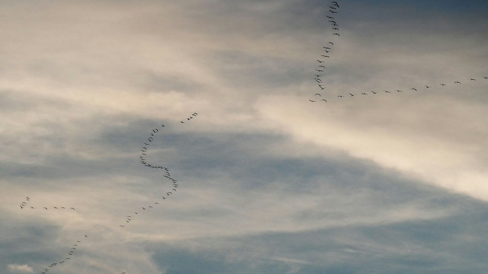 Kraniche in Flugformation im Licht der untergehenden Sonne, fotografiert am 26. Oktober 2024 über Mechernich-Satzvey.