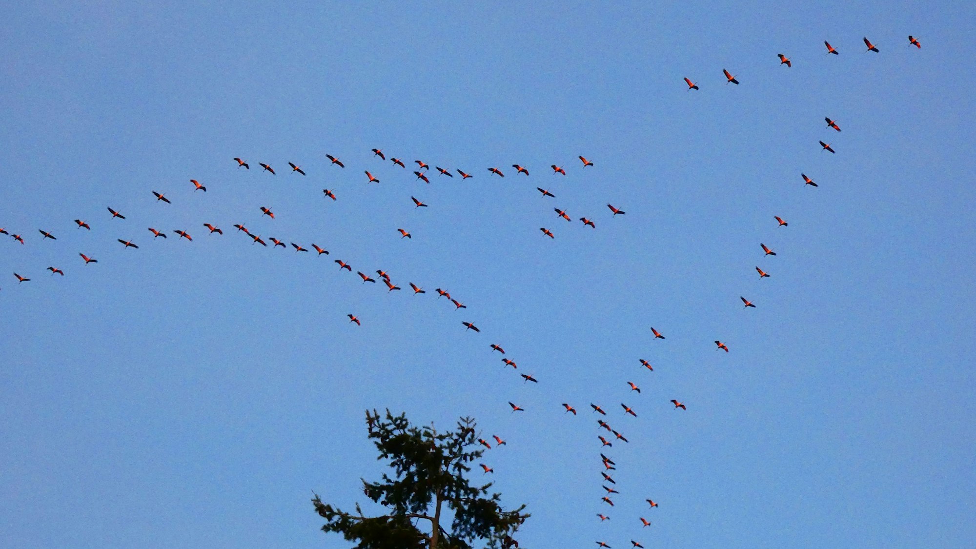 Kraniche in Flugformation im Licht der untergehenden Sonne, fotografiert am 26. Oktober 2024 über Mechernich-Satzvey.