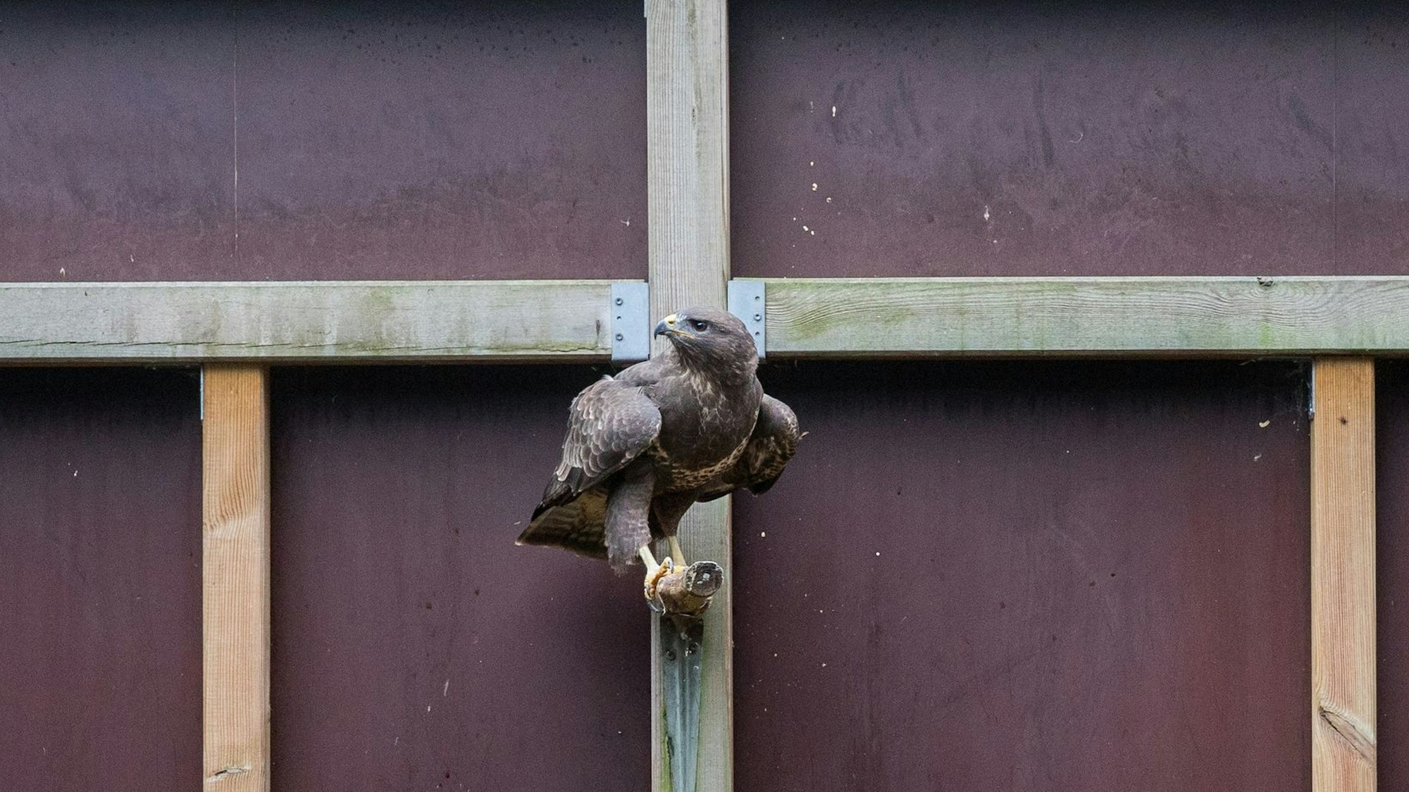 Zu sehen ist ein Steinadler in einem Gehege der Greifvogelschutzstation auf Gut Leidenhausen.