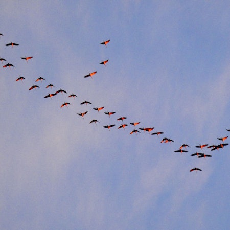 Kraniche in Flugformation im Licht der untergehenden Sonne, fotografiert am 26. Oktober 2024 über Mechernich-Satzvey.