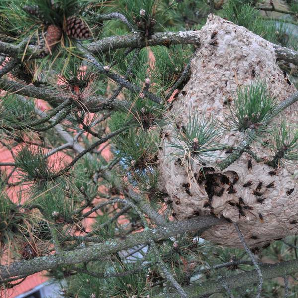 Das Nest der asiatischen Hornisse in Swisttal-Heimerzheim bei Bonn.