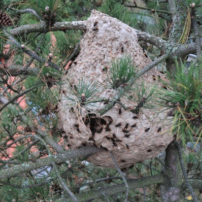 Das Nest der asiatischen Hornisse in Swisttal-Heimerzheim bei Bonn.