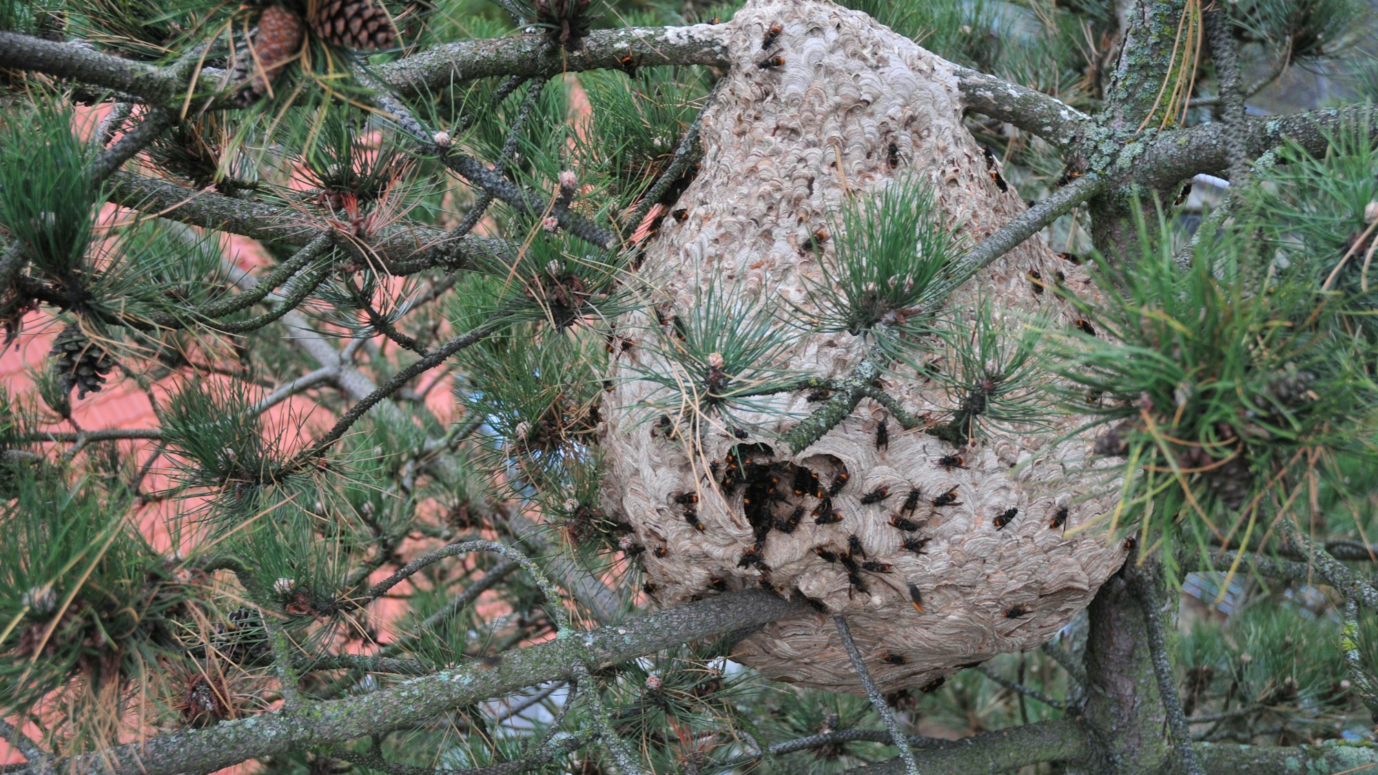 Das Nest der asiatischen Hornisse in Swisttal-Heimerzheim bei Bonn.