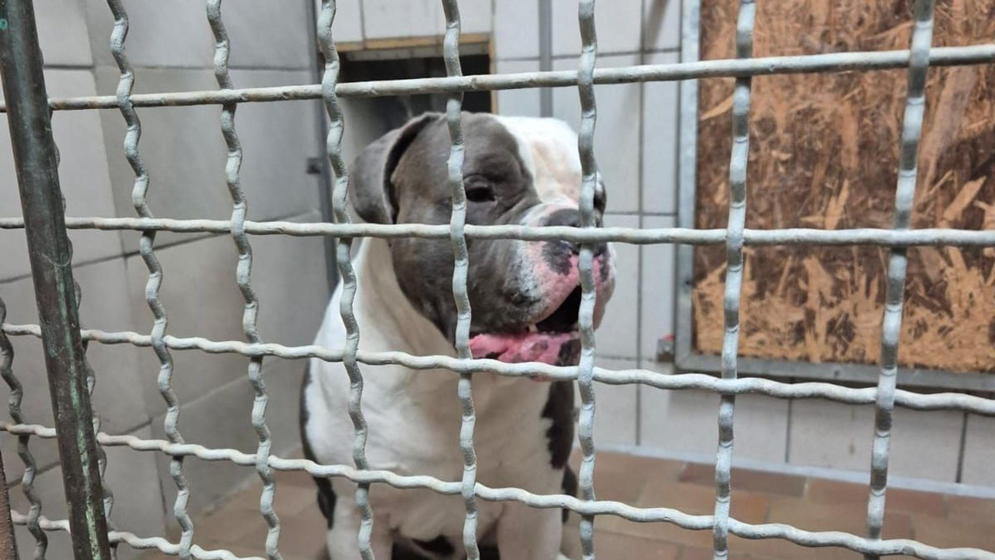 Hund Loki wurde aus dem Tierheim beim Gassigang geraubt. Hier ist er noch in seiner Box.