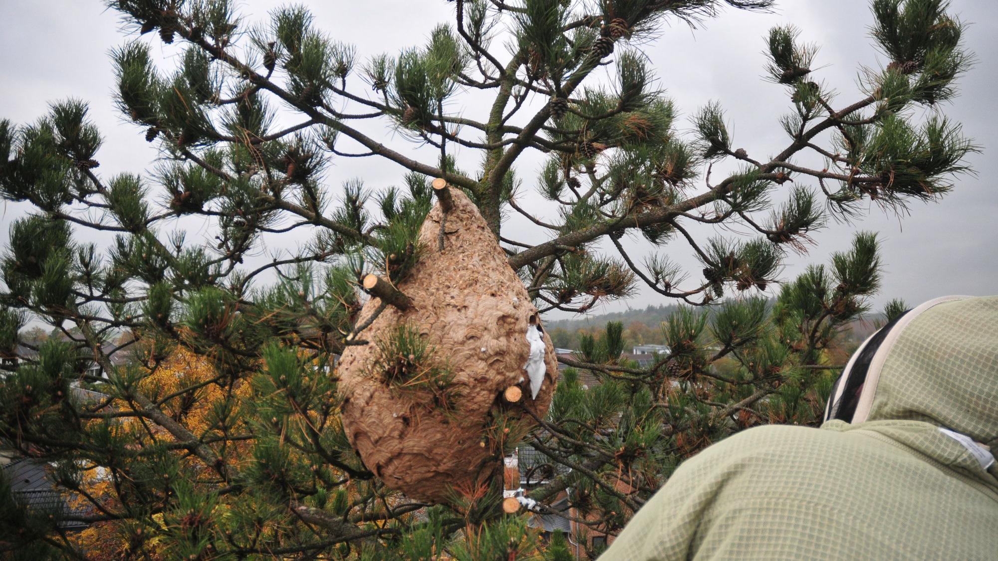 Das Nest der asiatischen Hornisse in Swisttal-Heimerzheim bei Bonn.