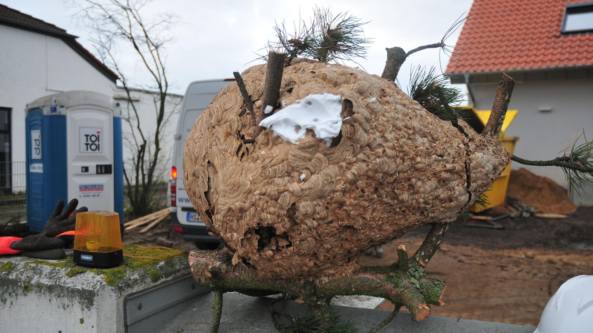 Das Nest der asiatischen Hornisse in Swisttal-Heimerzheim.