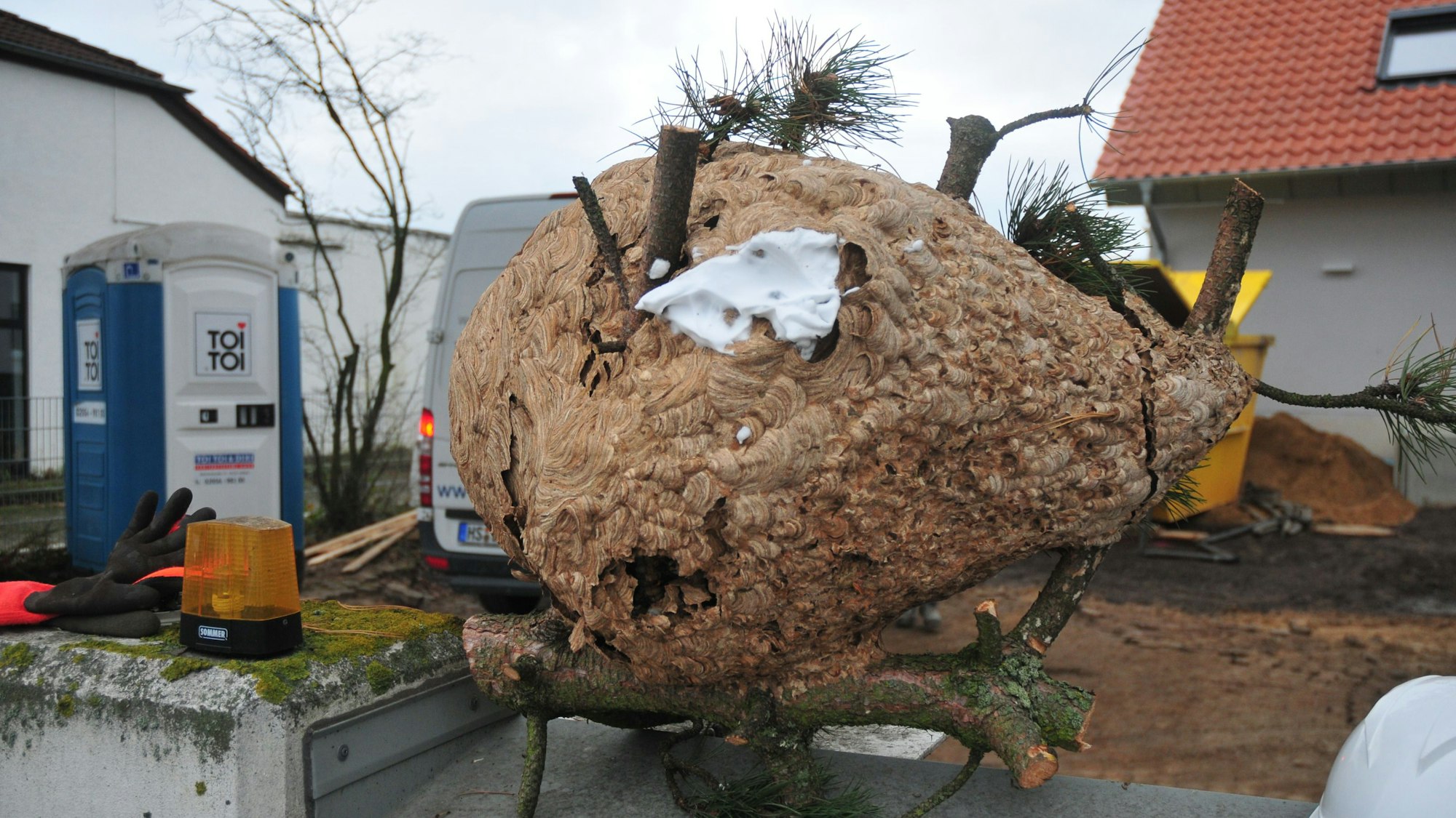 Das Nest der asiatischen Hornisse in Swisttal-Heimerzheim.