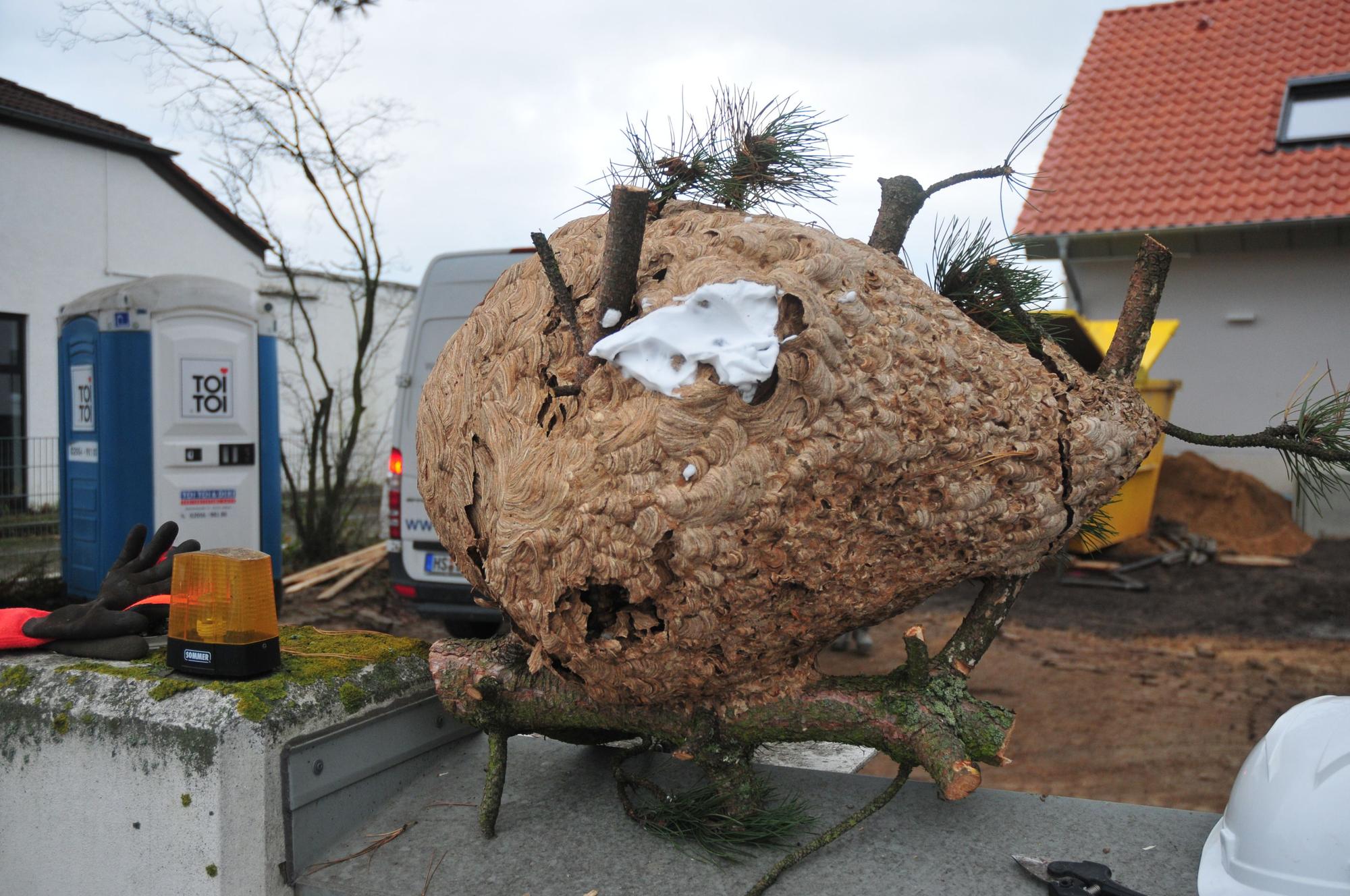 Das Nest der asiatischen Hornisse in Swisttal-Heimerzheim bei Bonn.