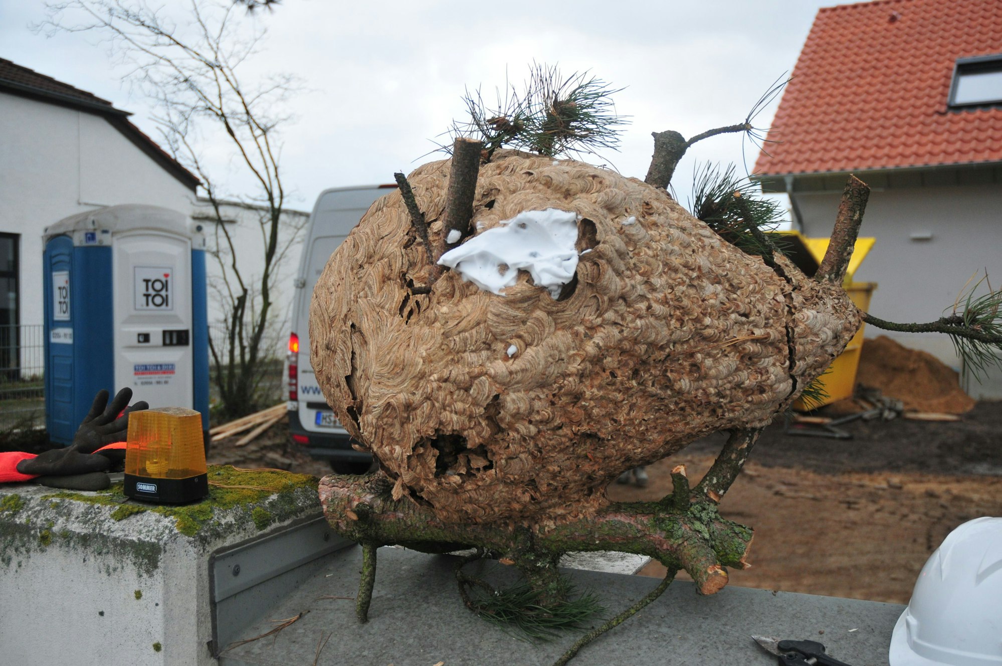 Das Nest der asiatischen Hornisse in Swisttal-Heimerzheim bei Bonn.