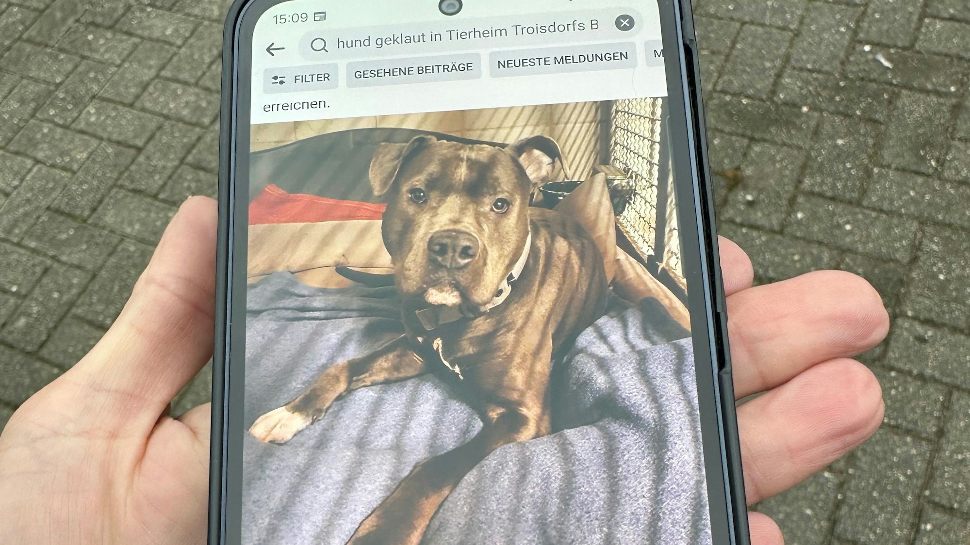 Dieser Hund wurde am 30. Dezember 2022 aus dem Tierheim Troisdorf bei einem Gassigang geraubt.