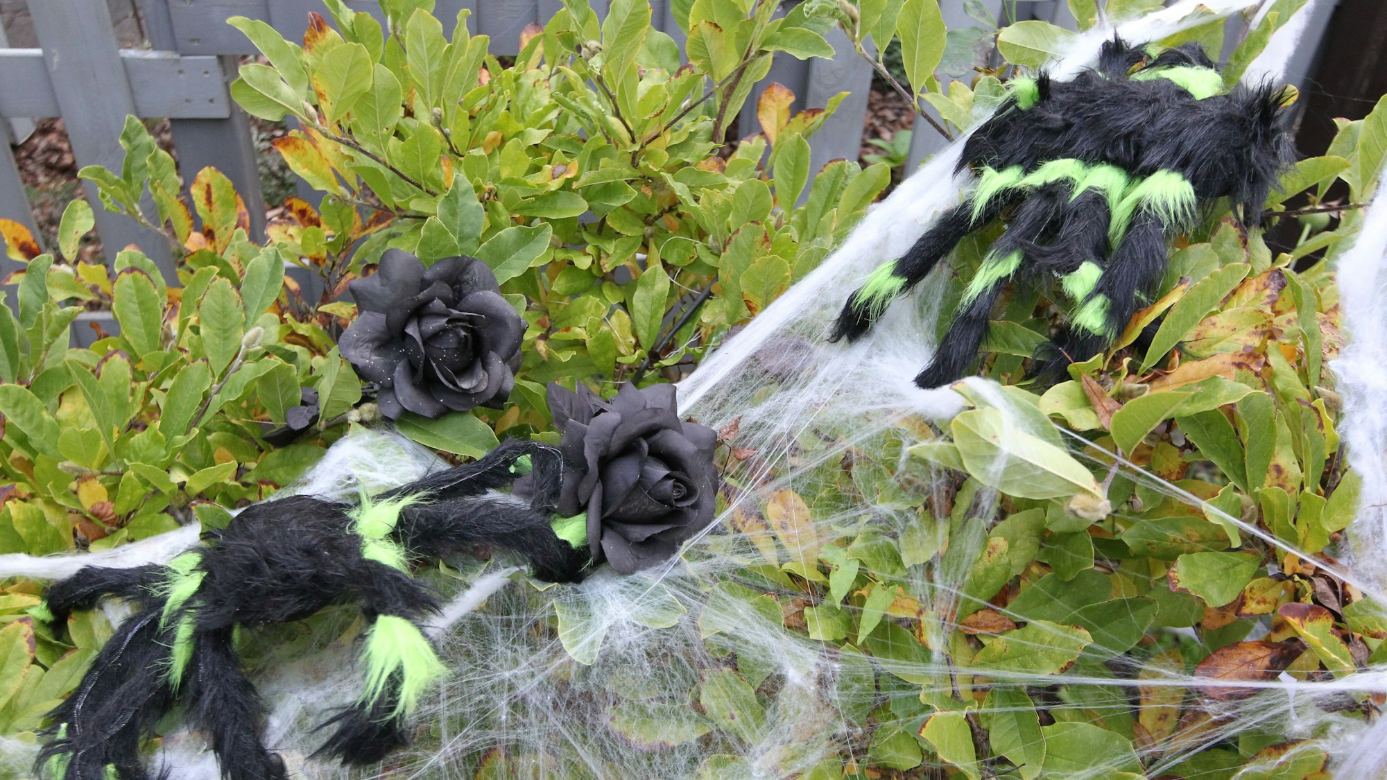 Ein Spinnennetz mit Stoffspinnen ist im Vorgarten gespannt.