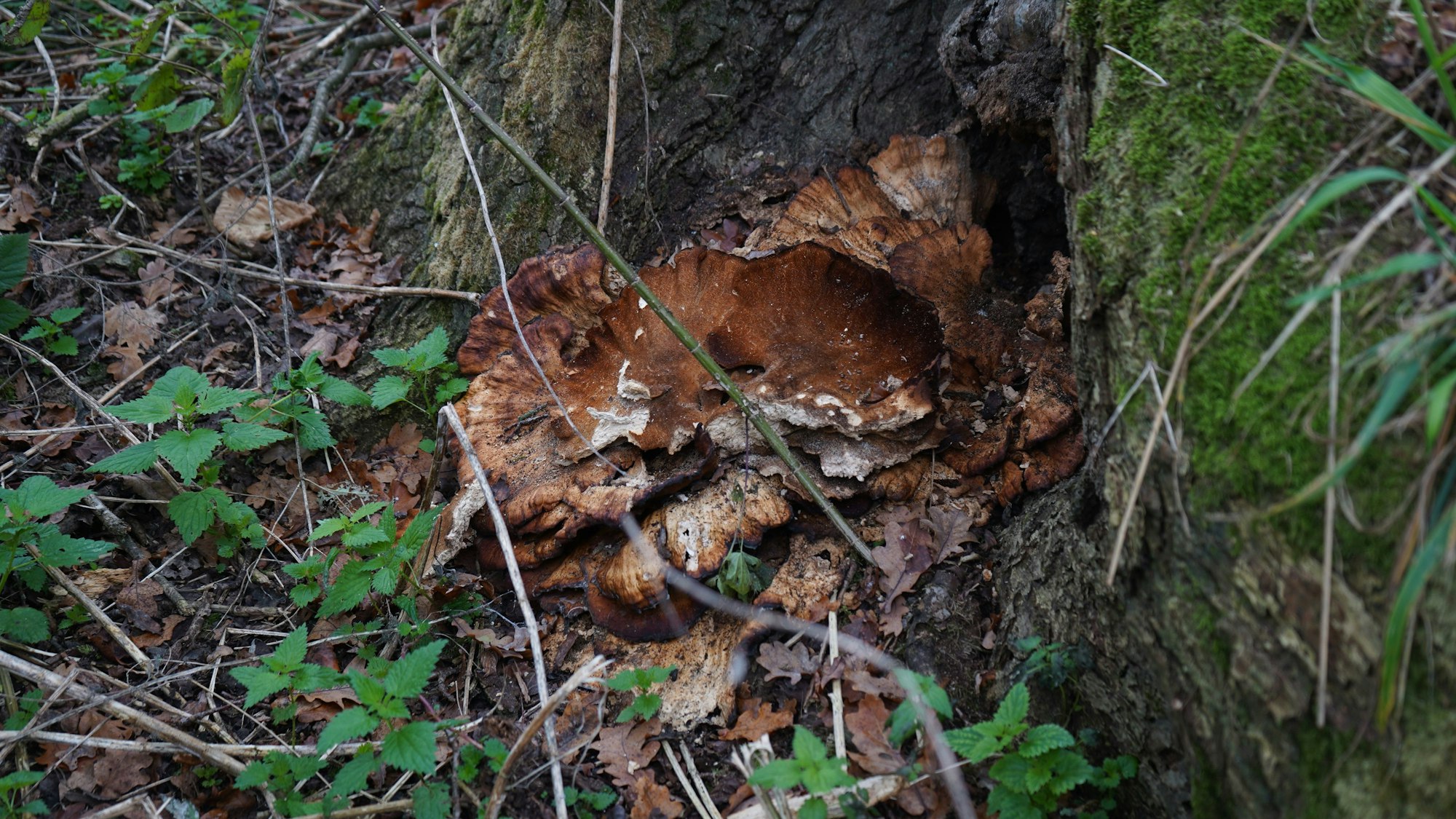 Das Foto zeigt einen großen Pilz am Fuße eines Baumstamms.