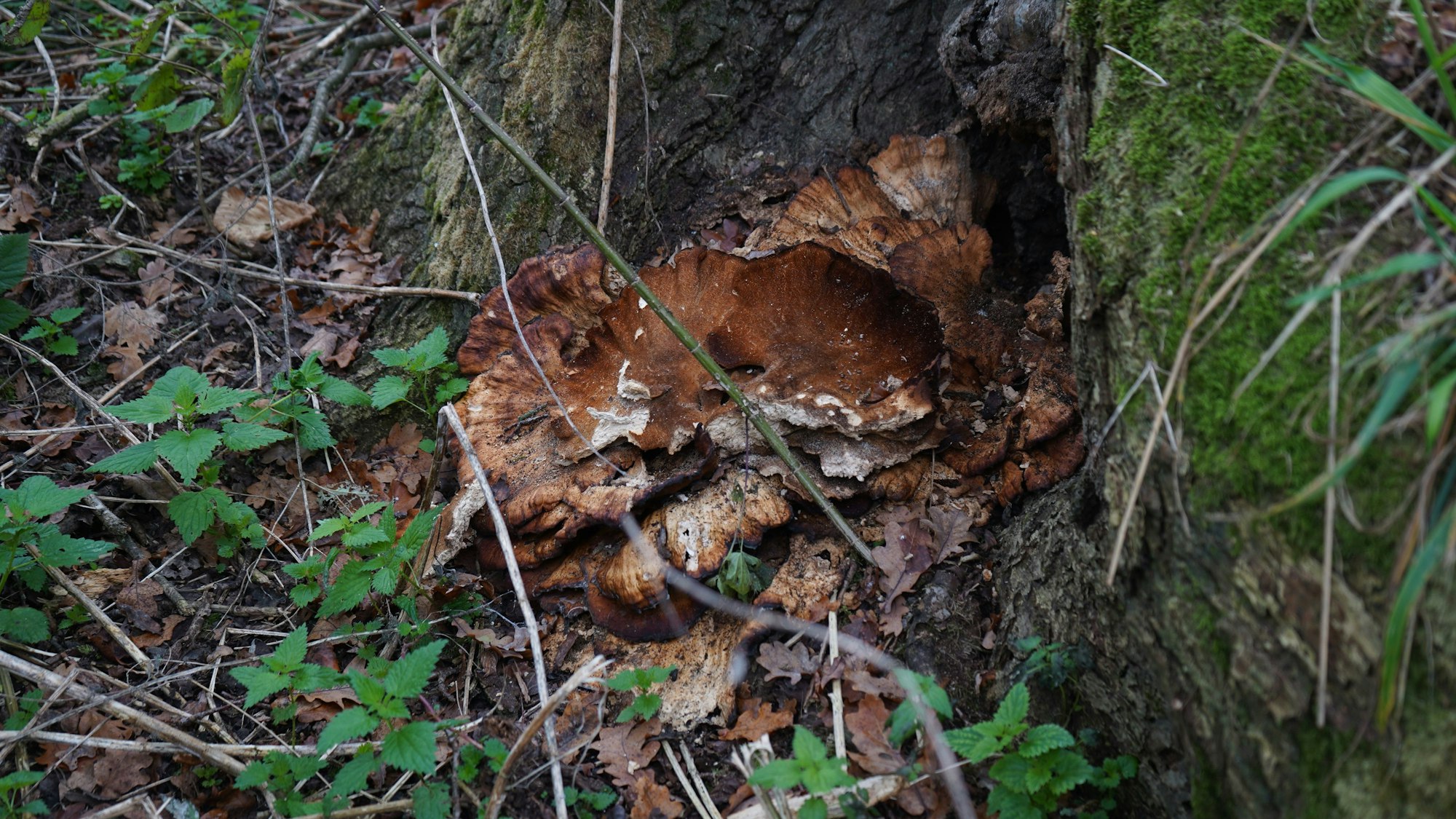 Das Foto zeigt einen großen Pilz am Fuße eines Baumstamms.