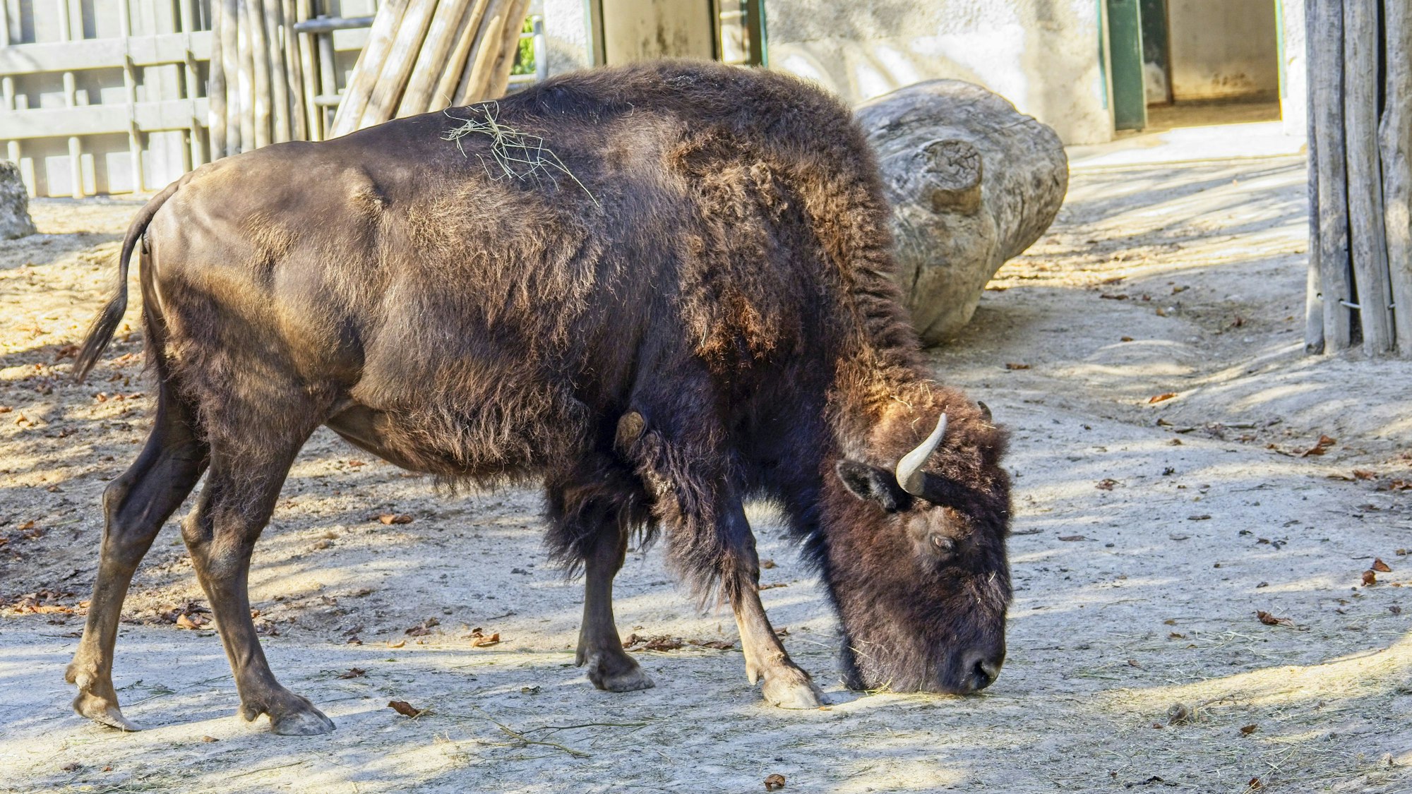 Amerikanisches Bison (Bison bison) im Wiener Zoo Schönbrunn