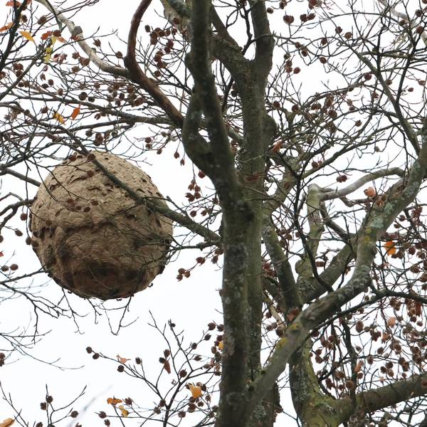 Ein medizinballgroßes Nest hängt in einem kahlen Baum.