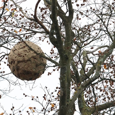 Ein medizinballgroßes Nest hängt in einem kahlen Baum.