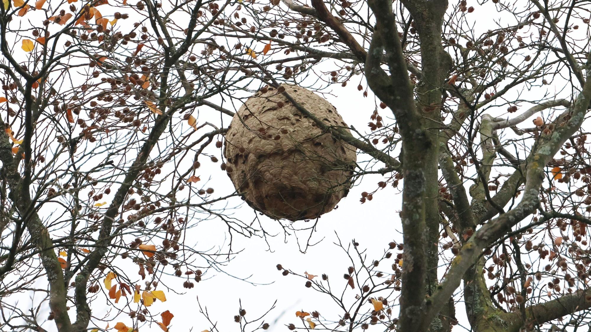 Ein medizinballgroßes Nest hängt in einem kahlen Baum.