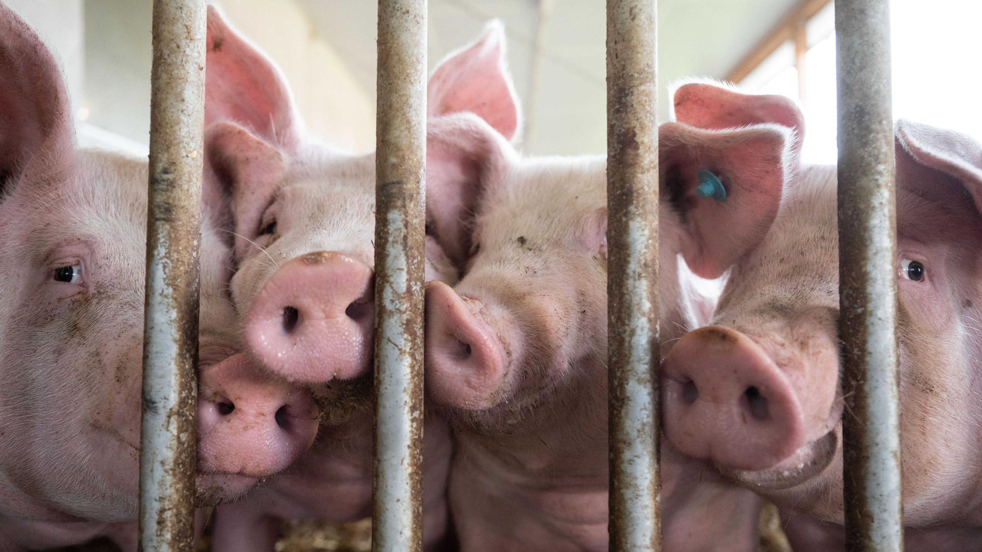 Schweine stehen in einem Schweinestall.(Symbolbild)