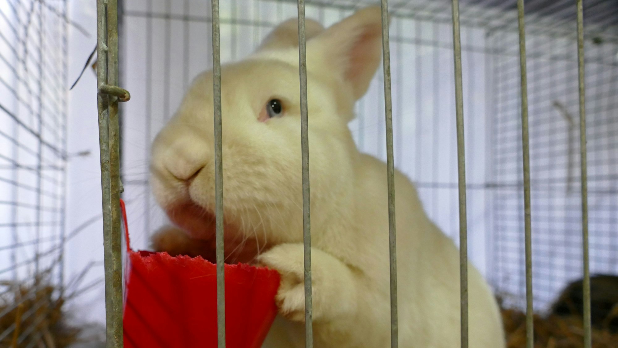 Ein weißes Kaninchen sitzt in einem Käfig und hält mit den Pfoten einen roten Napf.